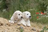 GOLDEN RETRIEVER 284